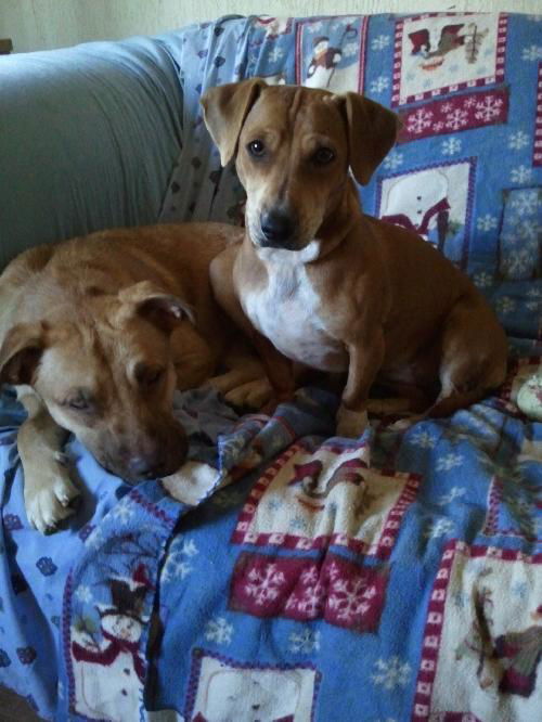 Amber Shepard and Amber Doxie