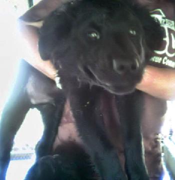 Fluffy Male Black Lab #2