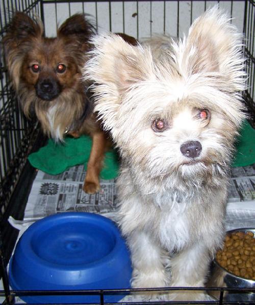 Skye Terrier Siblings - Tiny