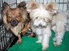 Skye Terrier Siblings - Tiny