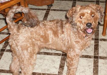 Peyton the Cockapoo