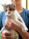 Cuddles the snuggle kitty