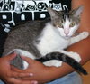 Cuddles the snuggle kitty