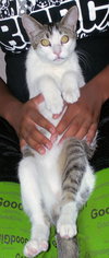 Cuddles the snuggle kitty