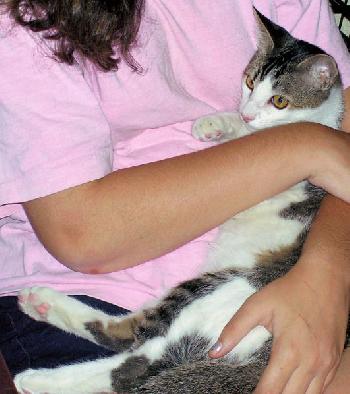 Cuddles the snuggle kitty