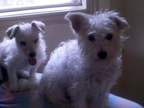 Blossom and Daisy
