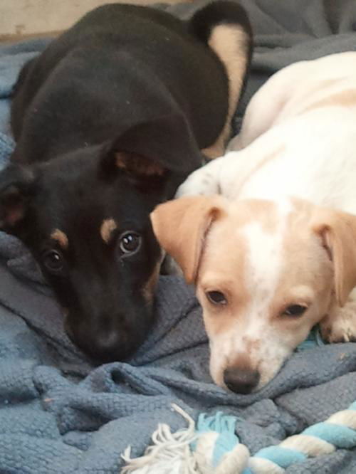 Shep pup and Shi tzu pup
