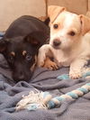 Shep pup and Shi tzu pup