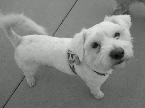 Barney