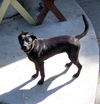 Henry the black Lab