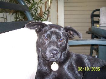 Henry the black Lab