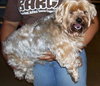 Spence the Silky Terrier
