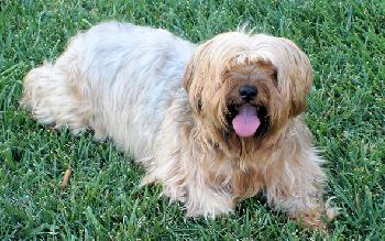 Spence the Silky Terrier