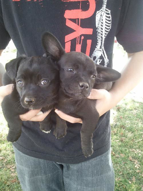 Cody and Callie (small breed pups)