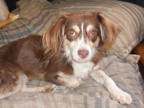 Ginger-king charles spaniel mix