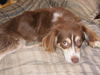 Ginger-king charles spaniel mix