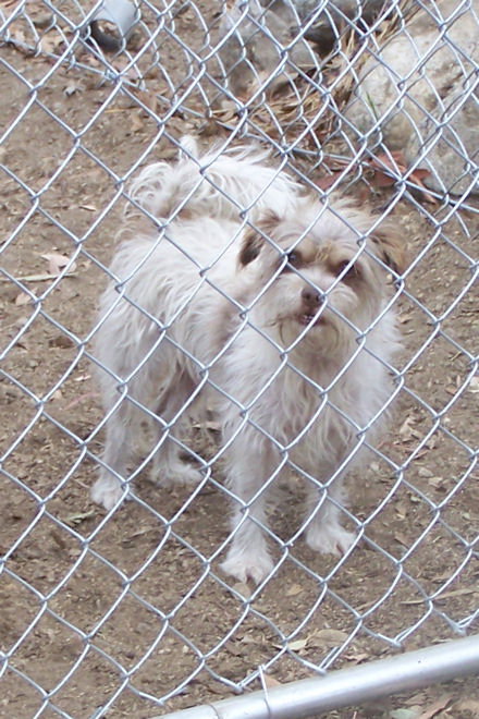 Sugar Terrier