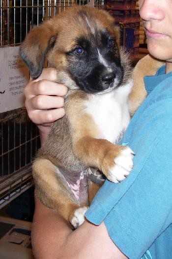 Collie Boxer Litter - Chellie