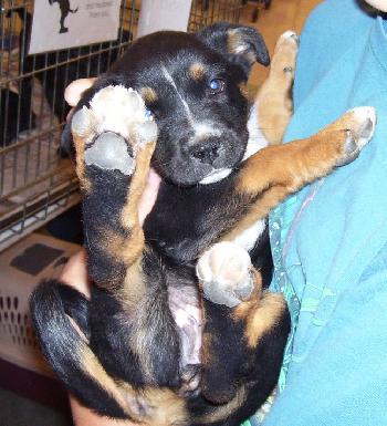 Collie Boxer Litter - CeeCee