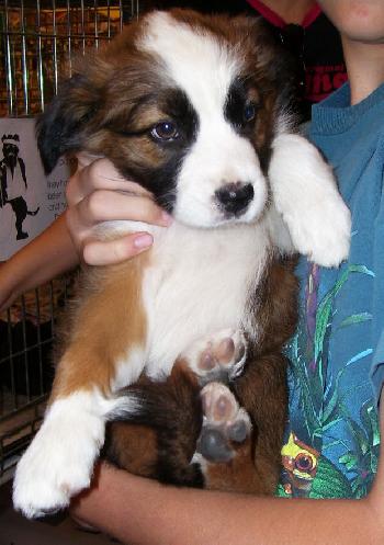 Collie Boxer Litter - Female #2