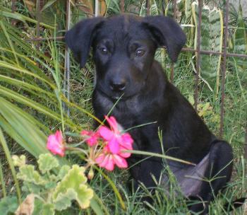 Pepper
