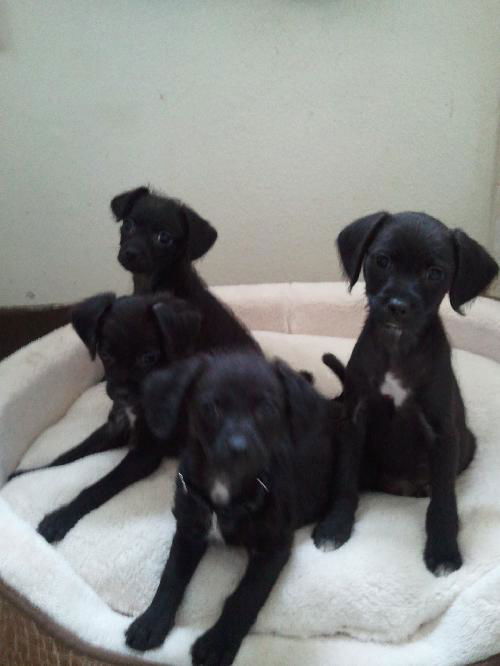 Maltipoo babies- Tinker, Tot, Tootsie, Tatum)