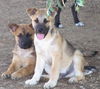 GSD Duo - Scout