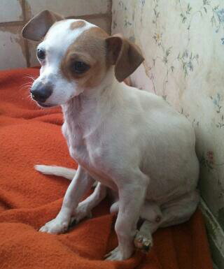 Spot