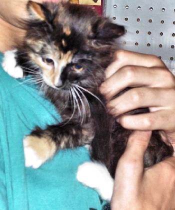 Gia Kitty - DLH Torti F