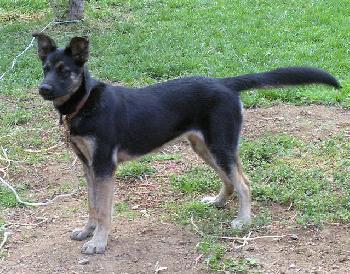 Tara the Rotti-Dane