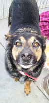 Turbo the GSD
