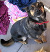 Turbo the GSD
