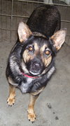 Turbo the GSD