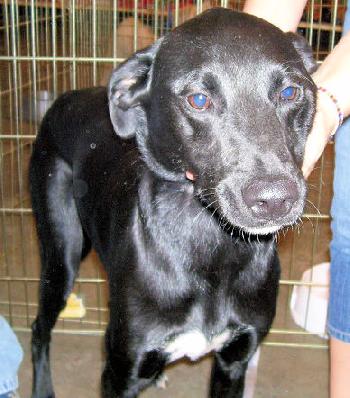 Corky the Lab/Collie