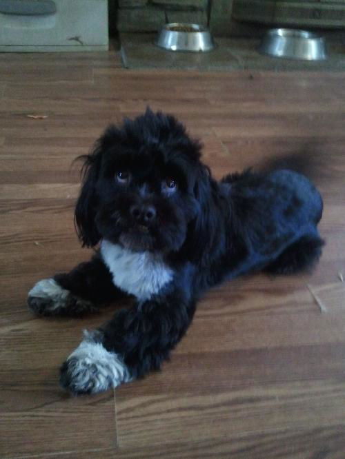 Baxter