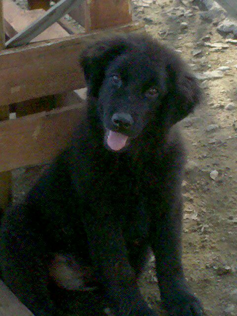 Black Retreiver mix puppy