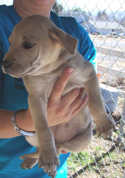Shep/Sharpei Trio - Fawn