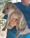 Shep/Sharpei Trio - Fawn