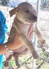 Shep/Sharpei Trio - Fawn