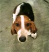 Odie the Basset