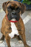 Nellie the Boxer