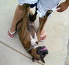 Nellie the Boxer