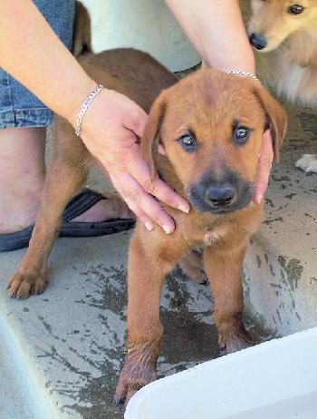 Lab pups 9 - Casey