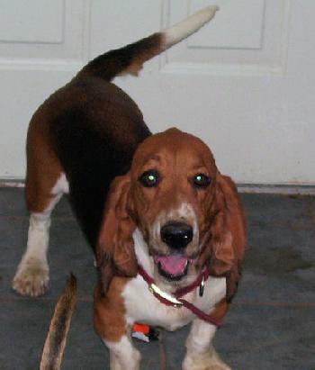 Beauty the Basset
