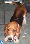Beauty the Basset