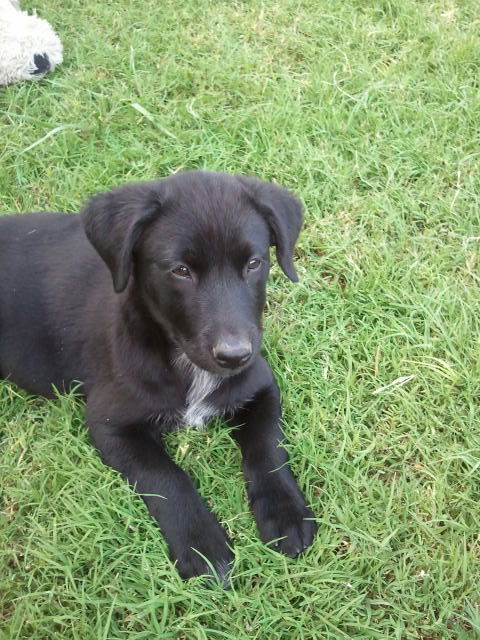 Bailey