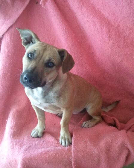 Sweetie ( weighs 15 lbs)