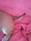 Sweetie ( weighs 15 lbs)