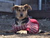 Pepper Beagle