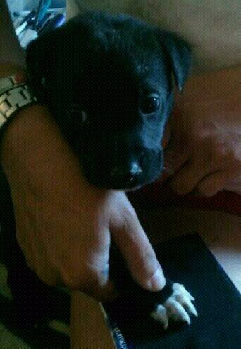 Smudge (8 wks old)